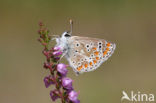 Brown Argus (Aricia agestis)
