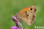 Meadow Brown (Maniola jurtina)