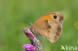 Meadow Brown (Maniola jurtina)