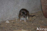 Brown rat (Rattus norvegicus)