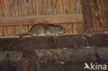 Bruine rat (Rattus norvegicus)