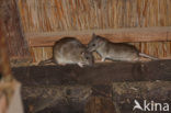 Bruine rat (Rattus norvegicus)