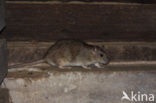 Brown rat (Rattus norvegicus)