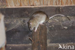 Brown rat (Rattus norvegicus)