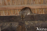 Bruine rat (Rattus norvegicus)