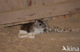 Brown rat (Rattus norvegicus)