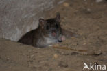 Brown rat (Rattus norvegicus)