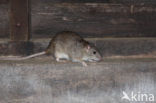 Bruine rat (Rattus norvegicus)