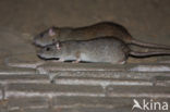 Brown rat (Rattus norvegicus)