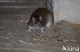 Brown rat (Rattus norvegicus)