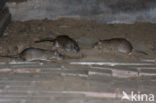 Bruine rat (Rattus norvegicus)