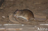 Bruine rat (Rattus norvegicus)