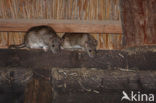 Brown rat (Rattus norvegicus)