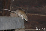 Brown rat (Rattus norvegicus)