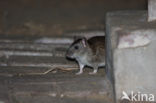 Bruine rat (Rattus norvegicus)