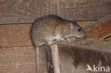 Bruine rat (Rattus norvegicus)