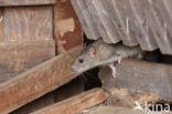 Brown rat (Rattus norvegicus)