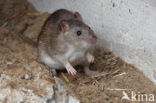 Brown rat (Rattus norvegicus)