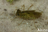 Bruinrode heidelibel (Sympetrum striolatum)