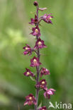 Bruinrode wespenorchis