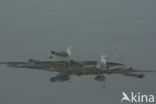 Californische Meeuw (Larus californicus)