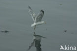 Californische Meeuw (Larus californicus)