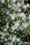 Canadian Fleabane