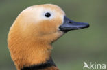 Ruddy Shelduck (Tadorna ferruginea)