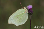 Citroenvlinder (Gonepteryx rhamni)