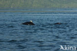 Dall’s Porpoise (Phocoenoides dalli)