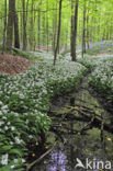 Daslook (Allium ursinum)