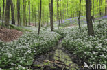 Daslook (Allium ursinum)