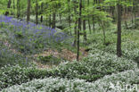 Ramsons (Allium ursinum)