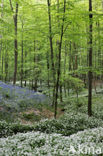 Ramsons (Allium ursinum)