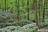 Ramsons (Allium ursinum)