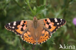 Distelvlinder (Vanessa cardui)