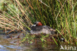 Dodaars (Tachybaptus ruficollis)