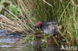 Dodaars (Tachybaptus ruficollis)