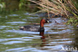 Dodaars (Tachybaptus ruficollis)