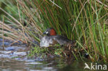 Dodaars (Tachybaptus ruficollis)