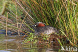 Dodaars (Tachybaptus ruficollis)