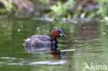 Dodaars (Tachybaptus ruficollis)