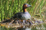 Dodaars (Tachybaptus ruficollis)