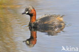 Dodaars (Tachybaptus ruficollis)