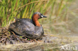 Dodaars (Tachybaptus ruficollis)