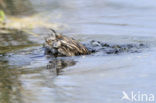 Dodaars (Tachybaptus ruficollis)