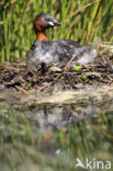 Dodaars (Tachybaptus ruficollis)