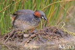 Dodaars (Tachybaptus ruficollis)