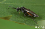 Dolerus aericeps