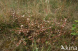Common Dodder (Cuscuta epithymum)